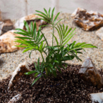 نخل شامادورا