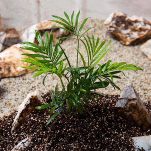 نخل شامادورا